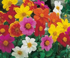 (D) Dahlia Piccolo mix seeds (0,5g) (415458)