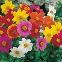 (D) Dahlia Piccolo mix seeds (0,5g) (415458)