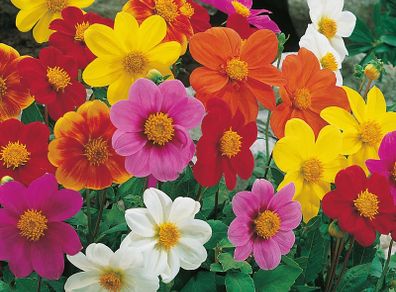 (D) Dahlia Piccolo mix seeds (0,5g) (415458)