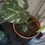 plant Image 2