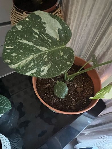 plant