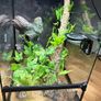HabiStat Glass Terrarium Image 7
