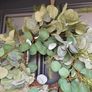 Faux eucalyptus wreath ,mixed foliage and bow detail Image 8