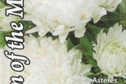 (A) Aster Queen of The Market seeds 0.5g (414963)