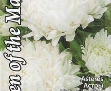 (A) Aster Queen of The Market seeds 0.5g (414963)