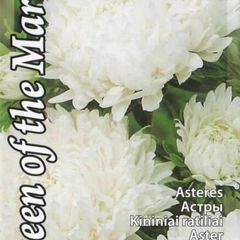 (A) Aster Queen of The Market seeds 0.5g (414963)