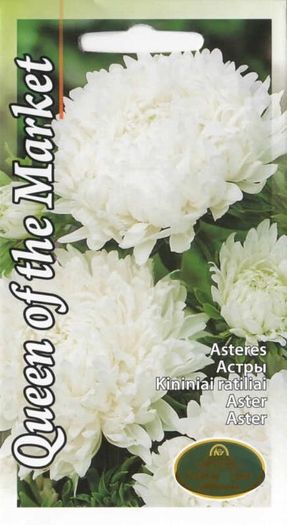 (A) Aster Queen of The Market seeds 0.5g (414963)