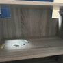 vidaXL Wall Cabinet 60x31x60 cm, Grey Sonoma Oak, Brand New / Assembled Image 4
