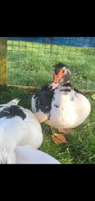 muscovy  Hatching eggs