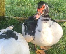muscovy  Hatching eggs