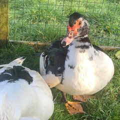 muscovy  Hatching eggs