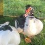 Hatching eggs Image 10