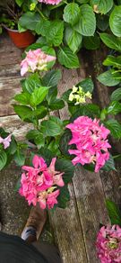 hydrangea