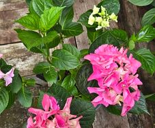 hydrangea
