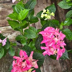 hydrangea