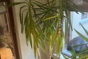 Yukka  plant