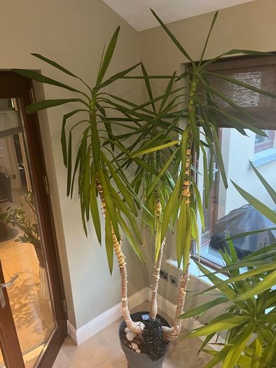 Yukka  plant