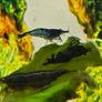 Shrimps Image 5