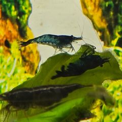 Fish Tank Shrimps