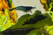 Fish tank Shrimps
