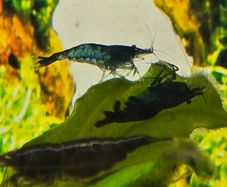 Fish tank Shrimps