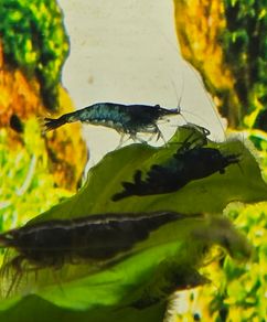 Fish tank Shrimps