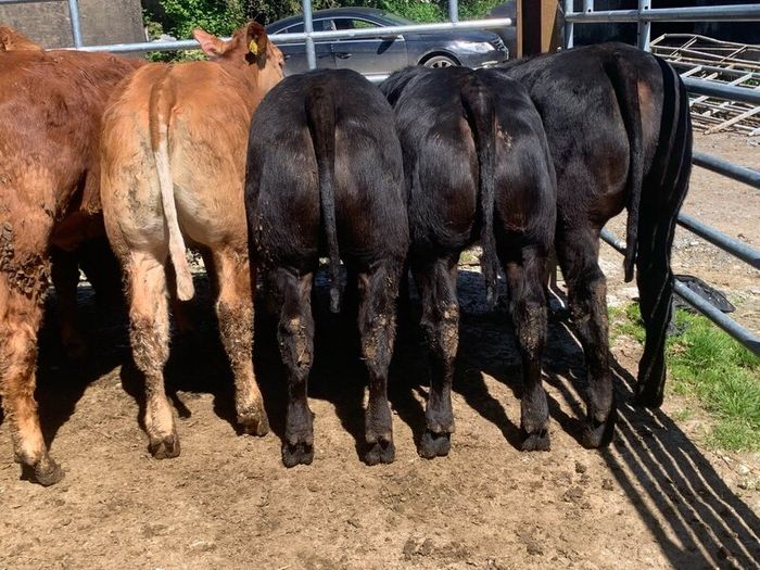 14 smashing limousine heifers