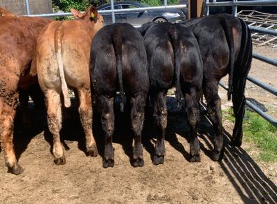 14 smashing limousine heifers