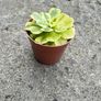 plant Image 2
