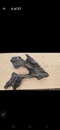 bog oak