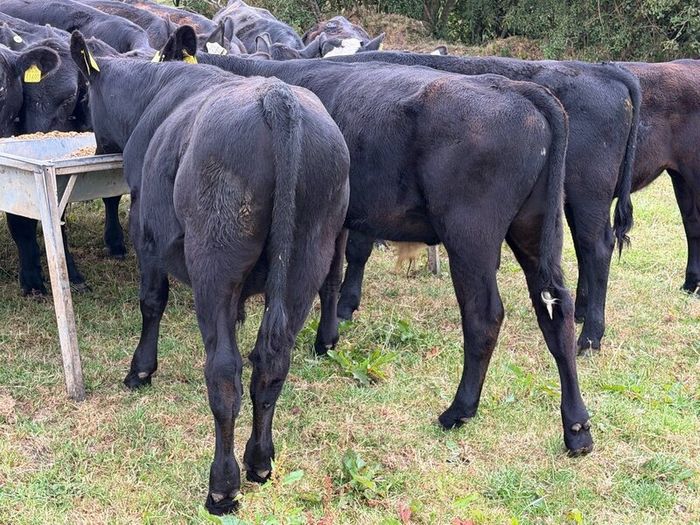 20 Aberdeen Angus Bull Weanlings