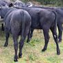 20 Aberdeen Angus Bull Weanlings Image 5