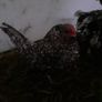 Poultry Image 10