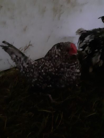 Poultry
