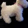 our generation toy poodle pup Image 3
