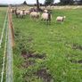 Three year old breeding Ewes Image 7