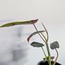 Philodendron Atabapoenese Plant Image 4