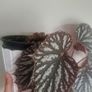 begonia flower Image 4