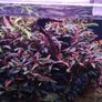 Bucephalandra Kedagang Image 2