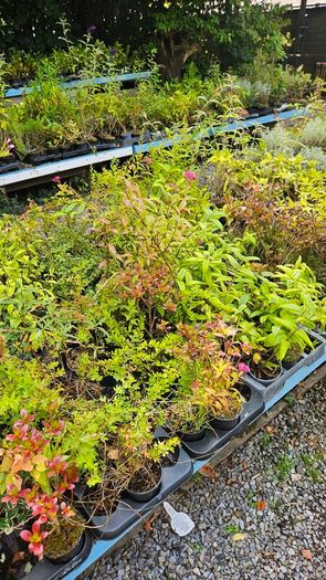 Large Fern Plants, Three Euros