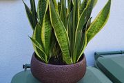 Sansevieria planter