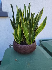 Sansevieria planter