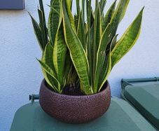 Sansevieria planter