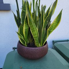 Sansevieria planter