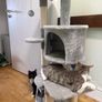 cats tree Image 2