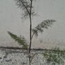 Fennel Herb Image 3