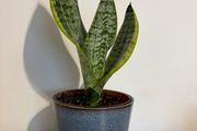 snake plant