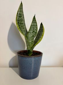 snake plant