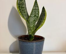 snake plant