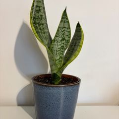 snake plant